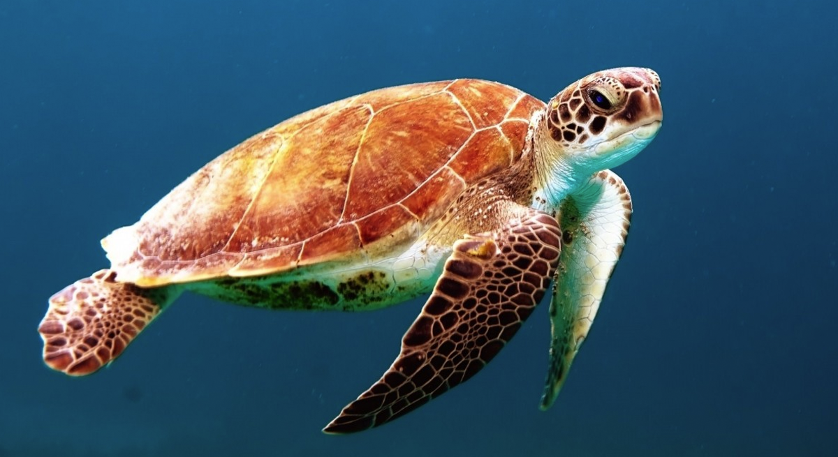 Record-Breaking Sea Turtle Nesting Season Delights Everyone