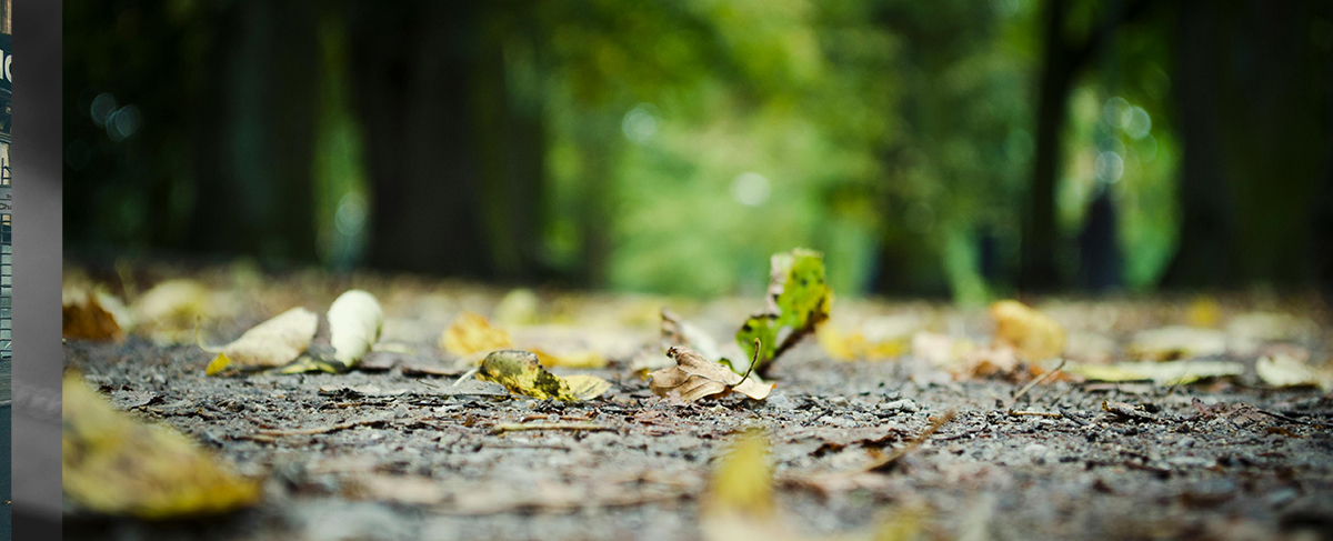 A Walk Through the Forest